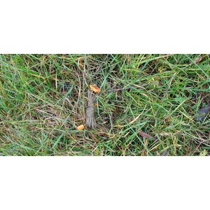 Bushmen Ultralight Tensioning Cords