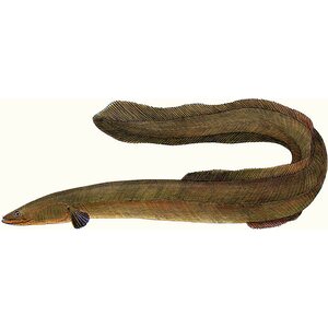 Sakke Yrjölä Eel (Anguilla anguilla), A65 card