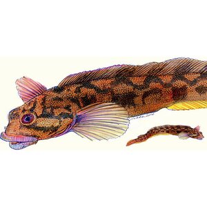 Sakke Yrjölä Eelpout (Zoarces viviparus), A65 card