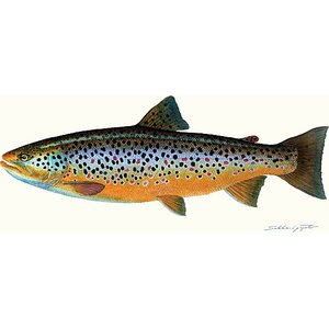 Sakke Yrjölä Trout "colorful" (Salmo trutta), A65 card