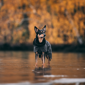 Paikka Visibility Raincoat for Dogs