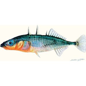 Sakke Yrjölä Three-spined stickleback (Gasterosteus aculeatus), A65 card