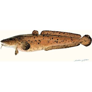 Sakke Yrjölä Burbot (Lota lota), A65 card