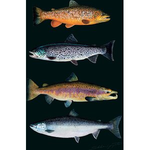 Sakke Yrjölä Salmon and Trout (Salmo salar / Salmo trutta), A4 card