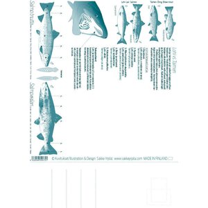 Sakke Yrjölä Salmon and Trout (Salmo salar / Salmo trutta), A4 card