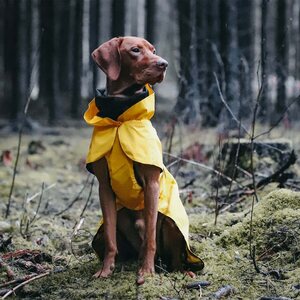 Paikka Visibility Raincoat Lite for Dogs