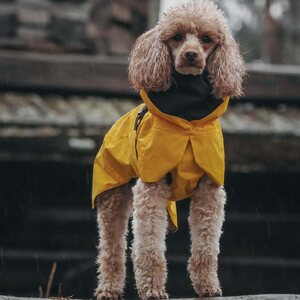 Paikka Visibility Raincoat Lite for Dogs