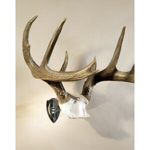 Skull Hooker Bone Bracket