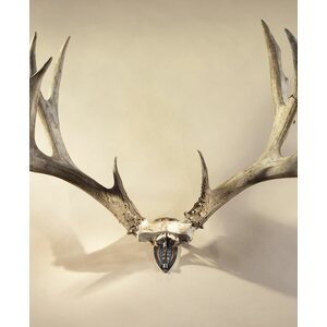 Skull Hooker Bone Bracket