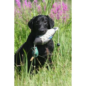 ASD Training Tool EZ-Bird Mallard