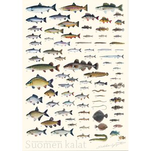 Sakke Yrjölä Finnish fish, A4 -card
