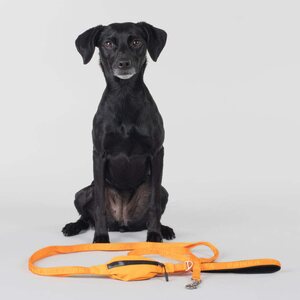 Paikka Visibility Leash for Dogs