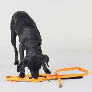 Paikka Visibility Leash for Dogs