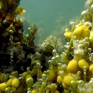 Sukelluskoulu Aalto PRIVATE Guided Shore Snorkeling