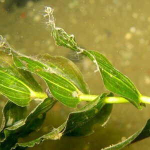 Sukelluskoulu Aalto PRIVATE Guided Shore Snorkeling