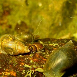 Sukelluskoulu Aalto PRIVATE Guided Shore Snorkeling