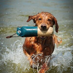 Firedog Marking Dummy