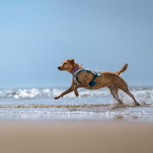 Non-stop Dogwear Cooling Vest