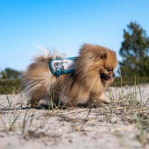 Non-stop Dogwear Cooling Vest