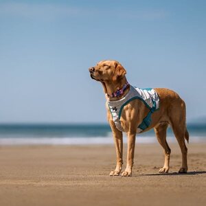 Non-stop Dogwear Cooling Vest
