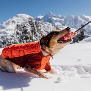 Ruffwear Powder Hound Jacket