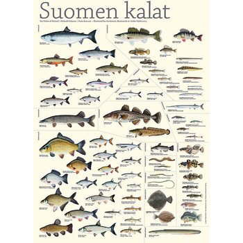 Sakke Yrjölä Finnish fish poster, 50 x 70 cm