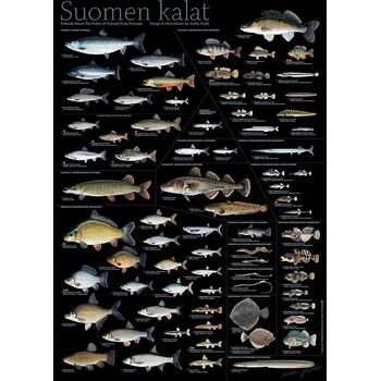 Sakke Yrjölä Suomen kalat "Black Edition" -juliste, 50 x 70 cm