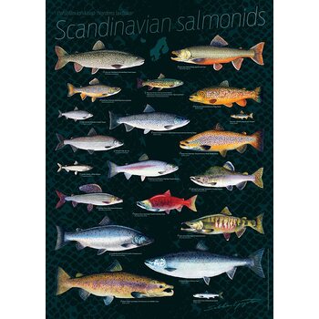 Sakke Yrjölä Pohjolan lohikalat (Scand salmonids) -juliste, 50 x 70 cm