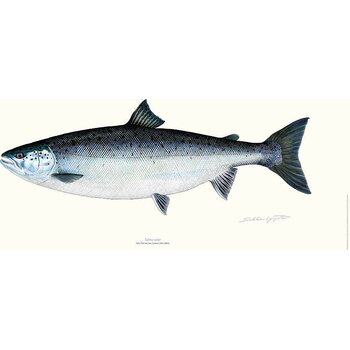 Sakke Yrjölä Salmon poster, 23 x 50 cm
