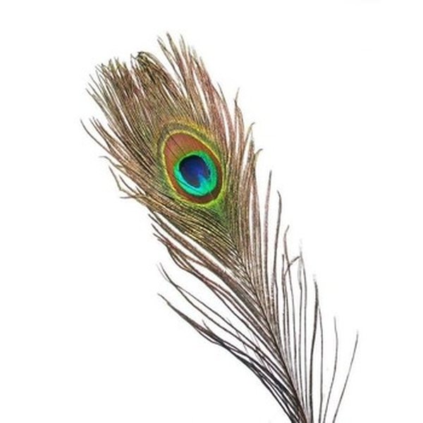 Wapsi Peacock Full Large Natural