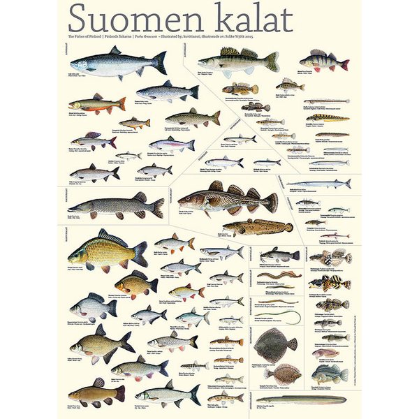 Sakke Yrjölä Suomen kalat -juliste, 50 x 70 cm