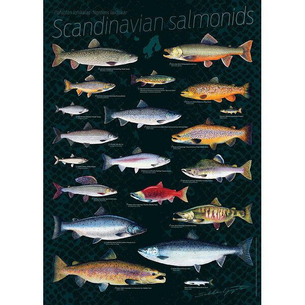 Sakke Yrjölä Pohjolan lohikalat (Scand salmonids) -juliste, 50 x 70 cm