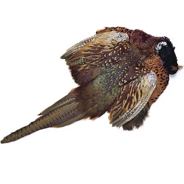 Veniard Pheasant Cock Ringneck Complete Skin