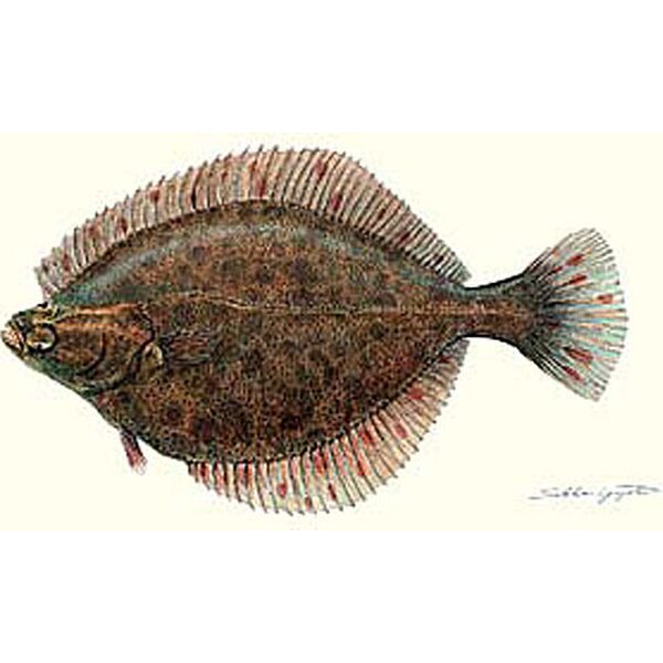 Sakke Yrjölä Flatfish (Platichthys flesus), A65 card