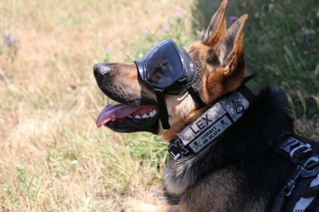 US Palm RexSpecs Protective K9 Eyewear | Earmuffs and protective ...