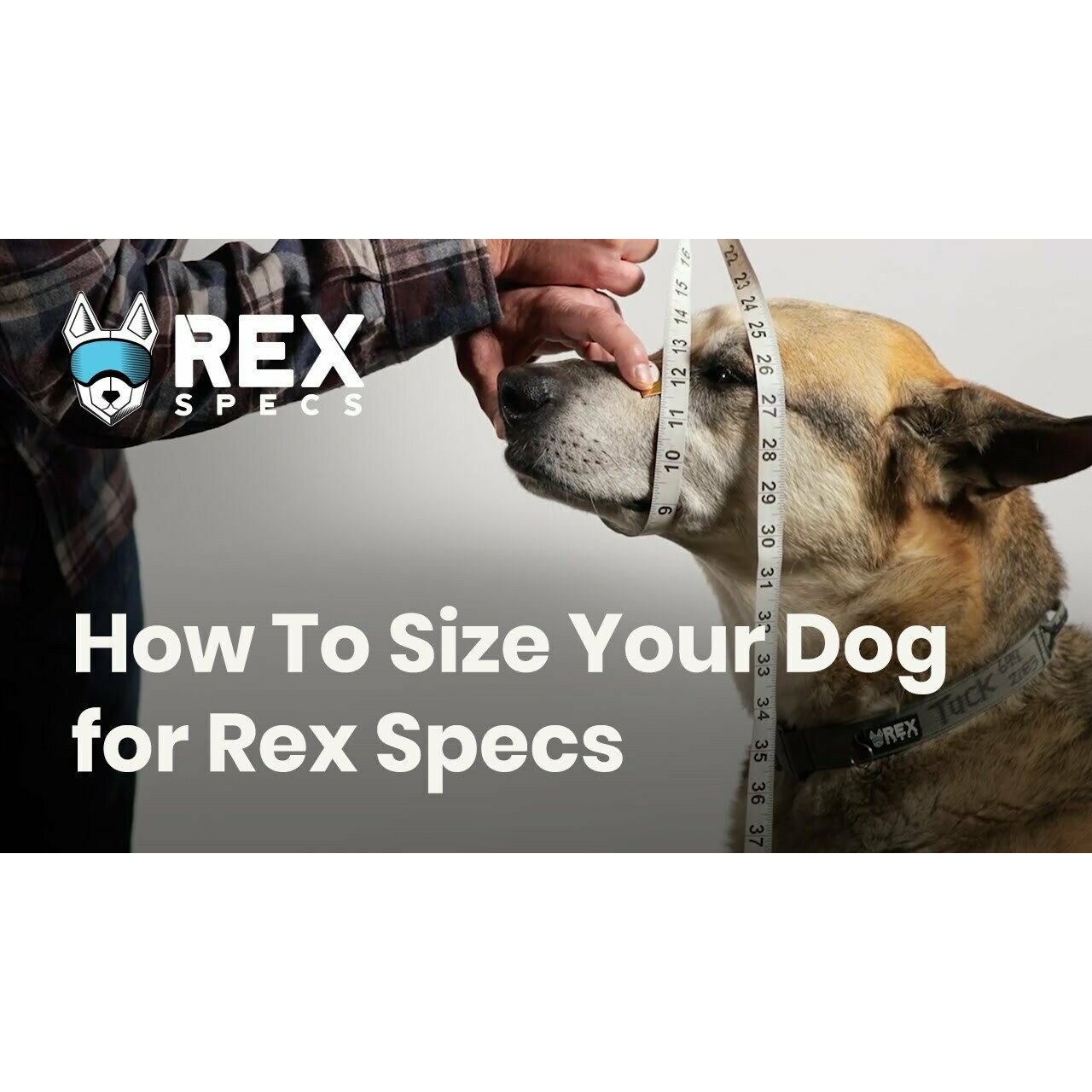 Rex Specs V2 Goggle | Dog - Ear and Eye Protection | Varuste.net